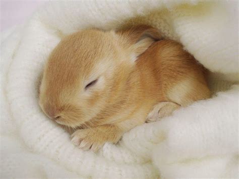 Free Bunny Wallpapers - Wallpaper Cave