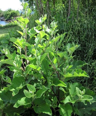 Common Burdock - Weekly Weeder #30