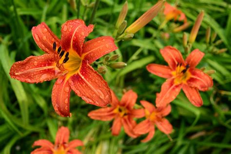 Images Gratuites : fleur, Orange, lis, Daylily, plante à fleurs, Crocosmie, Lis orange, Plante ...