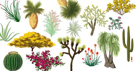 Indian Desert Plants With Names