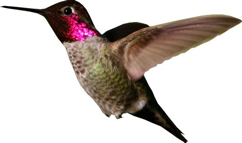 Hummingbird PNG Images Transparent Free Download | PNGMart.com