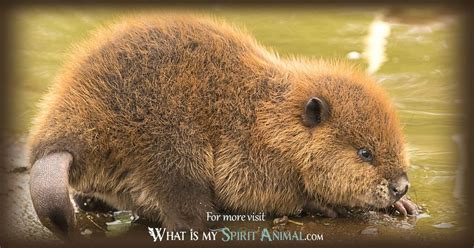 Beaver Symbolism & Meaning | Spirit, Totem & Power Animal