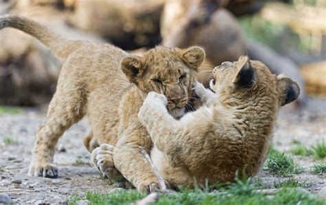 Cubs playing together | Another action shot of two of the cu… | Flickr