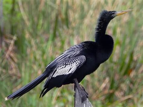 12 Commonly Seen Black Birds In Florida - Animal Hype