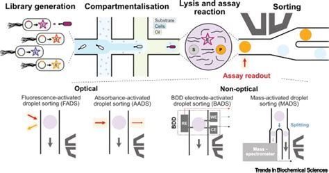 Ultrahigh-throughput screening in microfluidic droplets: a faster route to new enzymes: Trends ...