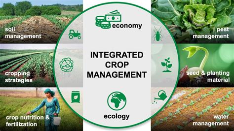 Integrated crop management - CABI.org