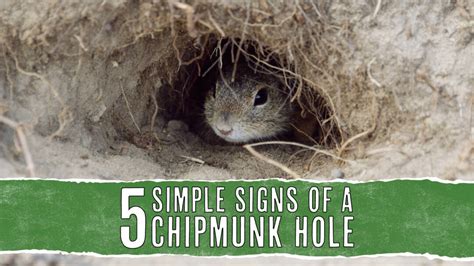 5 Signs Of A Chipmunk Hole (And How To Find Them) - Pest Pointers