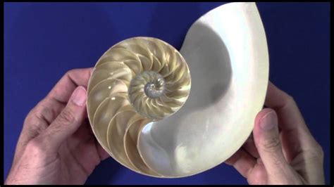 The Golden Ratio Nautilus - YouTube