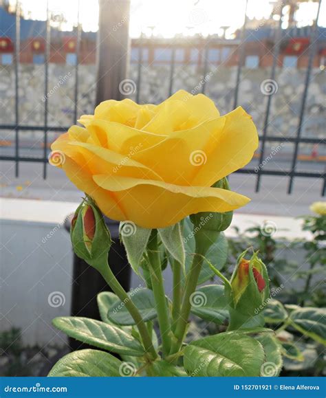 Yellow rose in the garden stock image. Image of gift - 152701921