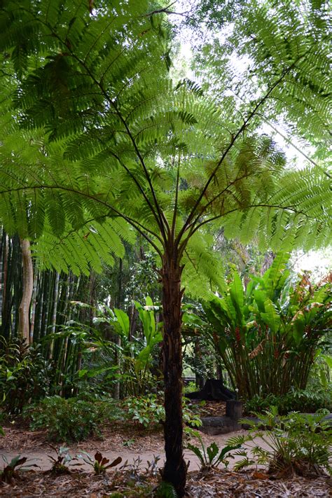 Cyathea cooperi (Australian Tree Fern)