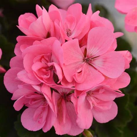 10″ Zonal Geraniums Full Sun Baskets – All About Dance | Urban Growers