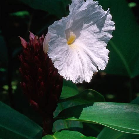 What is the national flower of Nigeria, Meaning and Symbolism