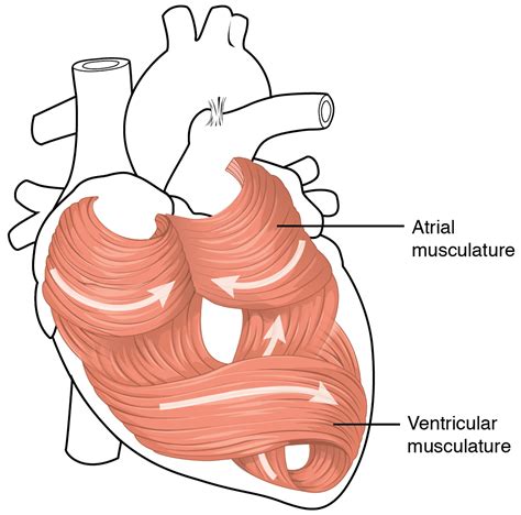 Top 10 Strongest Muscles in The Body | Pouted.com