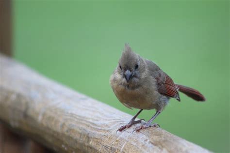 Bird In Everything: Red Cardinal Baby Birds