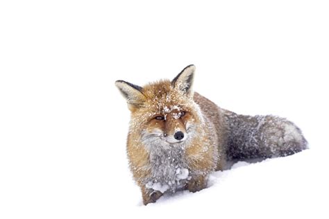 Fox in the snow | Smithsonian Photo Contest | Smithsonian Magazine