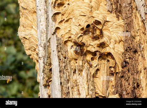 European hornet or giant hornet nest in hollow tree with multiple large ...