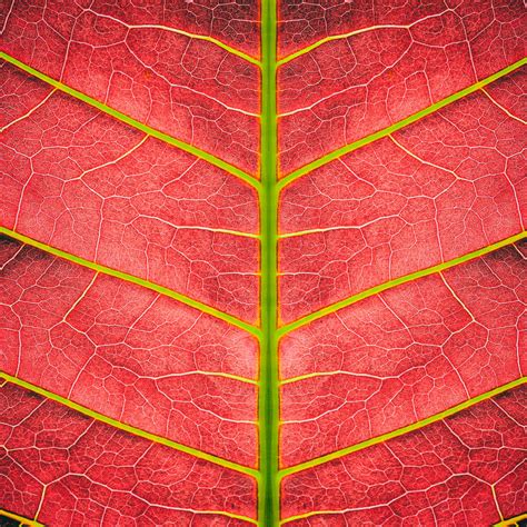 Red Leaf Veins Wall Art | Photography