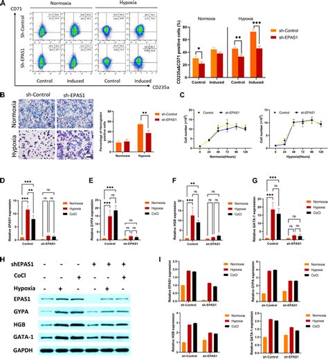 Frontiers | Regulation of erythroid differentiation in K562 cells by ...