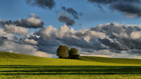 Green grass, trees, Denmark, summer, Jutland, Denmark HD wallpaper | Wallpaper Flare