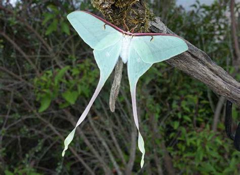 Chinese Luna Moth: Identification, Life Cycle, Facts & Pictures