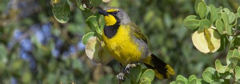 South Africa Birding Tours | Rockjumper Birding Tours