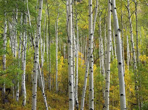 Quaking Aspen Trees In Fall Colorado Photograph by Tim Fitzharris