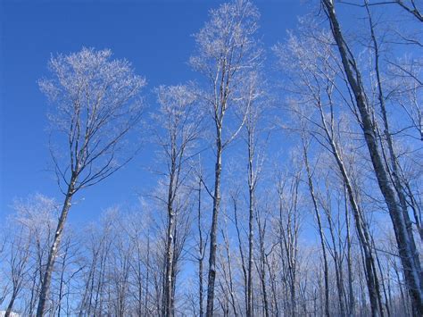 Snowy Trees Free Photo Download | FreeImages