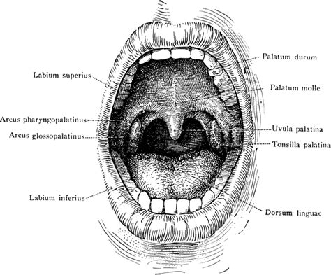 Oral Cavity | ClipArt ETC