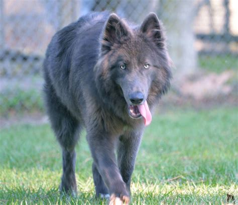 a dog is walking in the grass with its tongue out and it's mouth open