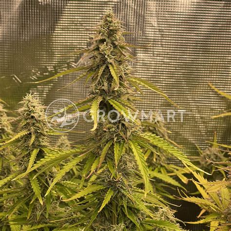 Sensi Seeds - Sensi Amnesia Auto | Autoflower semínka konopí | GROWMART.CZ