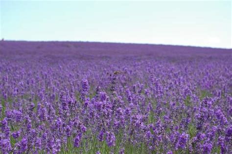 Lavender Season in Hokkaido 2019 | Visit Furano and Biei | Kyuhoshi