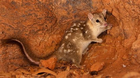 Northern quoll: a ferocious predator with a peculiar breeding strategy ...