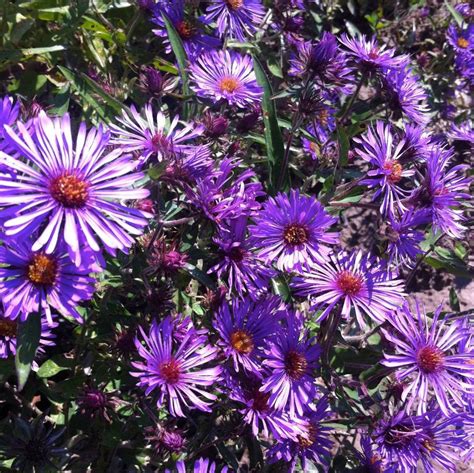 Aster novae-angliae from NVK Nurseries