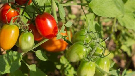 20 Best Indeterminate Tomato Varieties