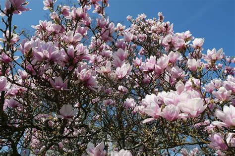 Southern Magnolia Tree | Florida Landscaping Today