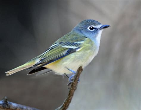 Blue-headed Vireo