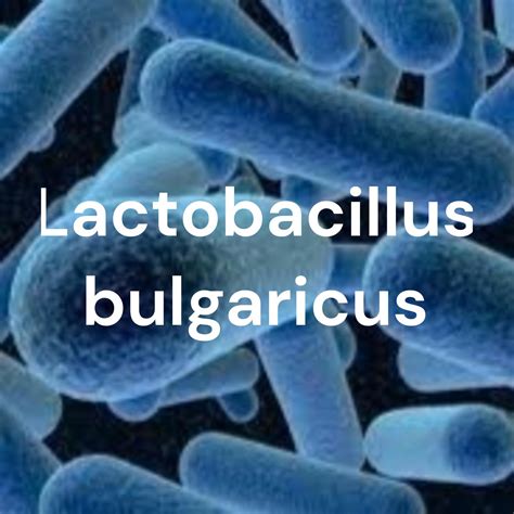 Lactobacillus bulgaricus (podcast) - Fernandez Colunche Karin Madeleini ...