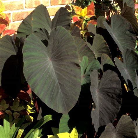 Colocasia ‘Black Magic’ | TERRA NOVA® Nurseries, Inc.