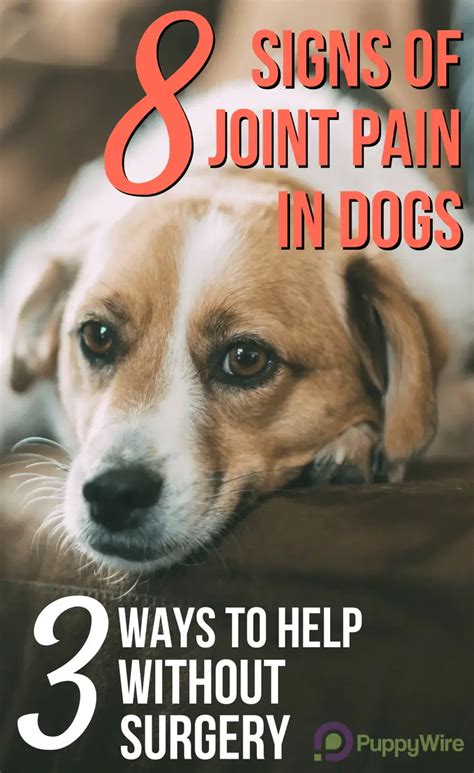 8 Signs of Joint Pain in Dogs & 3 Ways to Help (w/o Surgery)