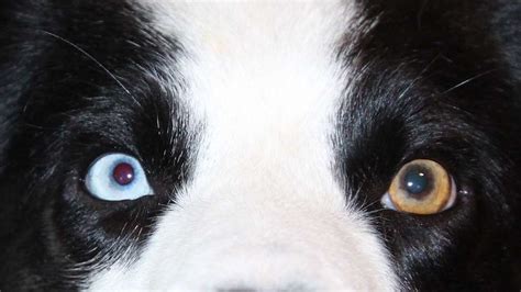 What Does It Mean When A Dogs Pupils Are Dilated