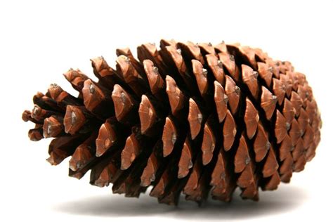 What Do Pine Tree Seeds Look Like? | Hunker | Tree seeds, Pine seeds, Pine tree