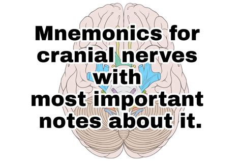 Cranial Nerve Mnemonics