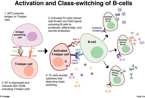 How Do Antibodies Destroy Pathogens at Kari Smith blog