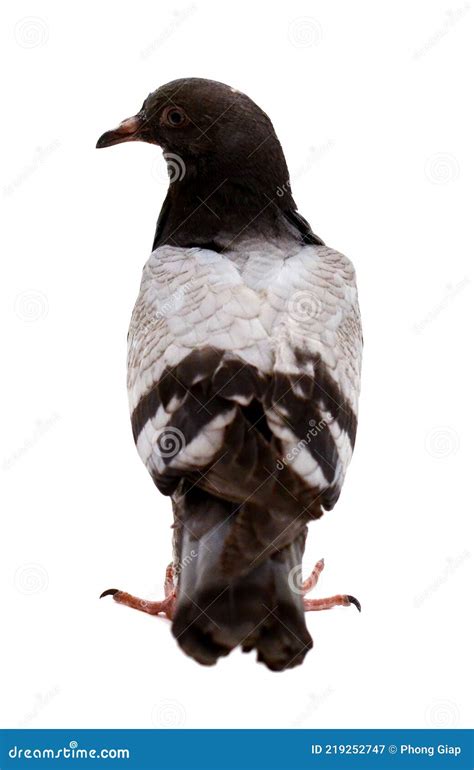 Carrier pigeon stock image. Image of elegant, peace - 219252747