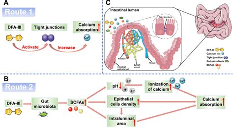 Two mechanisms of DFA-III-induced calcium absorption. (A) DFA-III ...