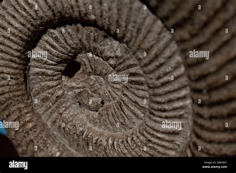 Ammonite Cephalopod (Perisphinctes biplex) fossil closeup Stock Photo - Alamy