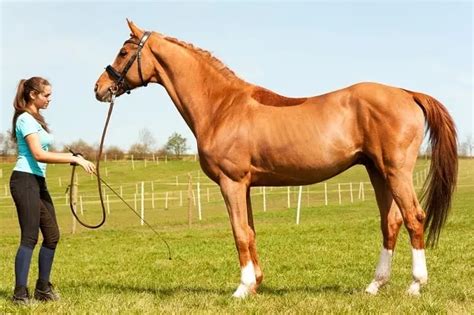 7 Fastest Horse Breeds in the World - Horsey Hooves