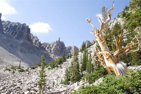 Matt's Photo Blog: Great Basin National Park - Bristlecone Pine Grove