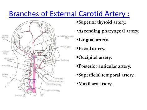 Internal Carotid Artery Supplies