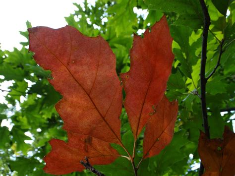 oog voor de natuur: Bladeren van Amerikaanse eik, van groen naar rood.